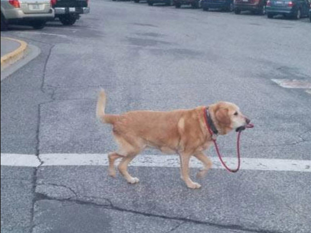 Cão guiando sua própria coleira.